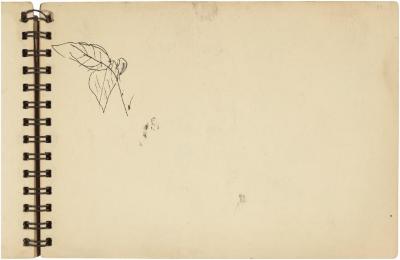 [Plant study]



Gyral Sketch Book 2, page 37