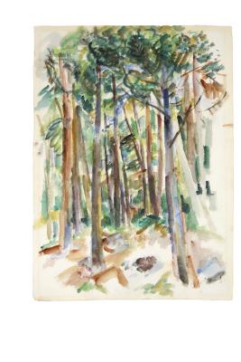 [Forest interior]