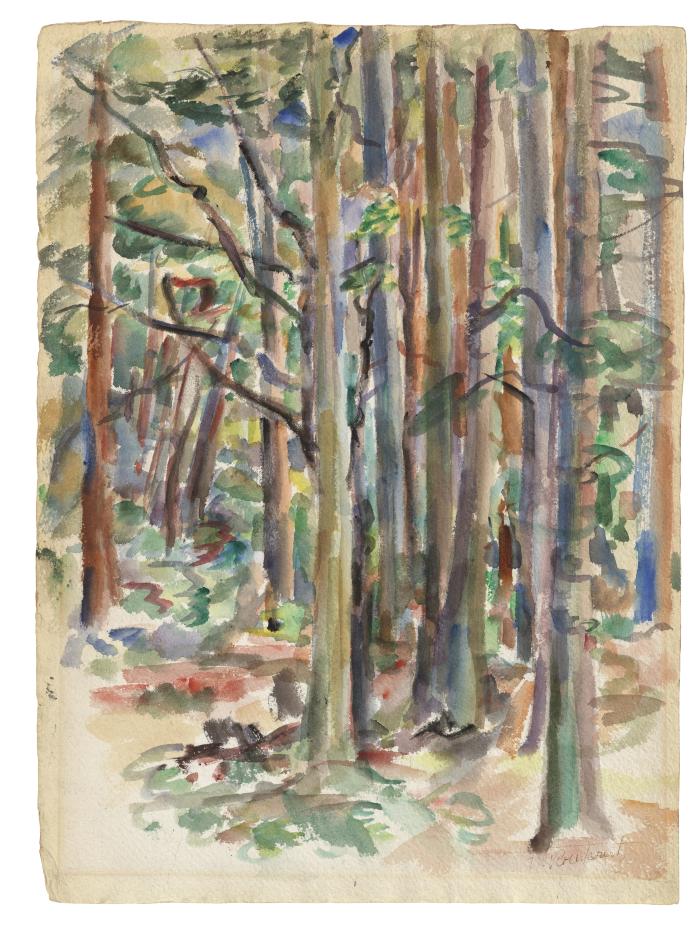 [Forest interior]